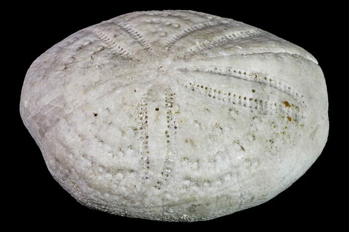 Fossil Sea Urchin (Eupatagus) - Florida #156405